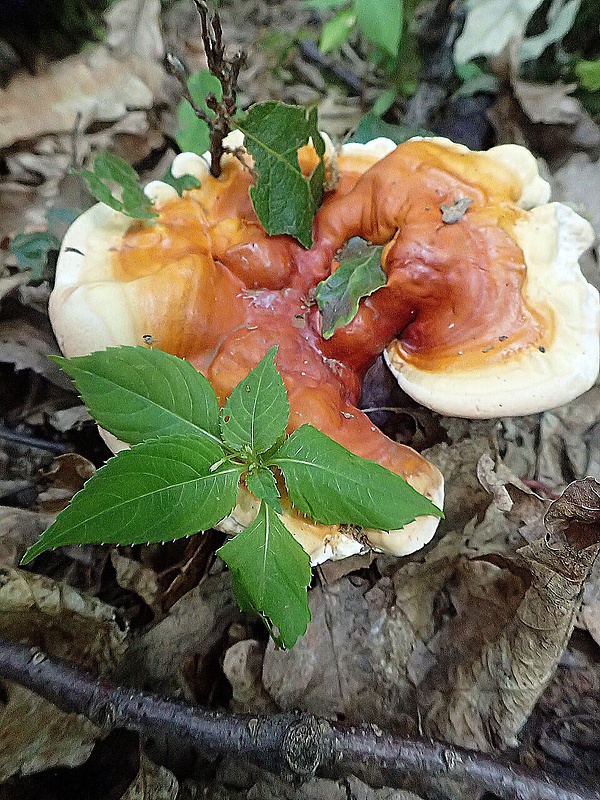 lesklokôrovka obyčajná Ganoderma lucidum (Curtis) P. Karst.