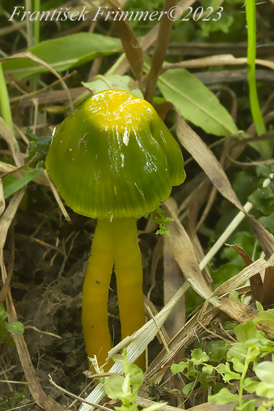 lúčnica žltozelená Gliophorus psittacinus (Schaeff.) Herink