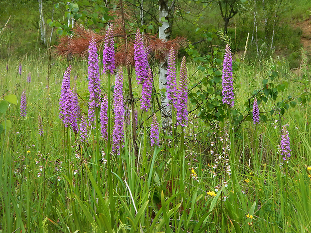 päťprstnica hustokvetá Gymnadenia densiflora (Wahlenb.) A. Dietr.