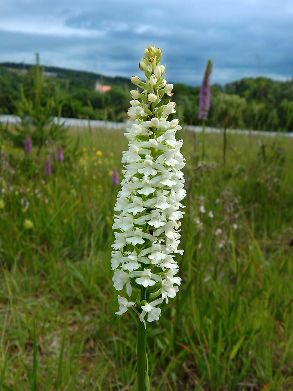 päťprstnica hustokvetá Gymnadenia densiflora (Wahlenb.) A. Dietr.