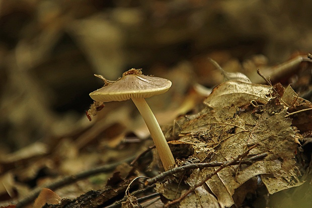 sliznačka koreňujúca Hymenopellis radicata (Relhan) R.H. Petersen