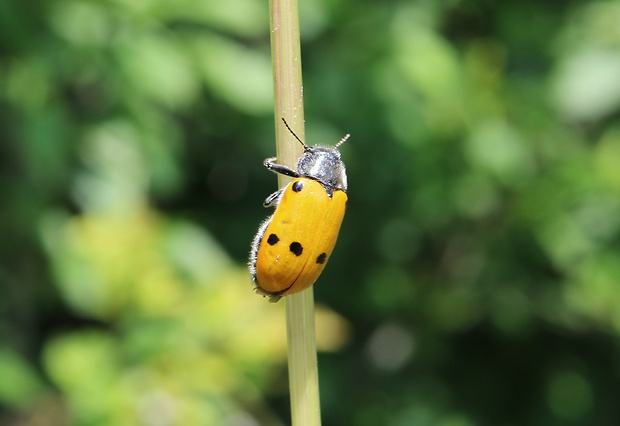 liskavka Lachnaia sexpunctata Scopoli, 1763