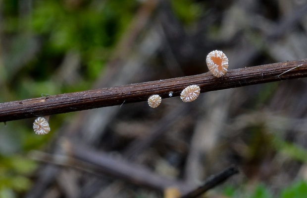 lachnetka Lachnum sp.