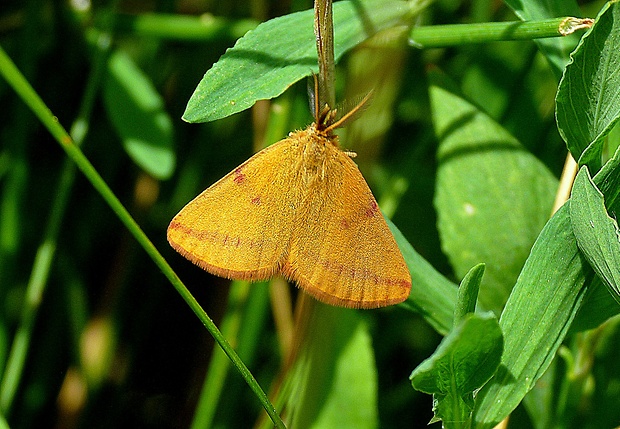 piadivka purpurová Lythria purpuraria