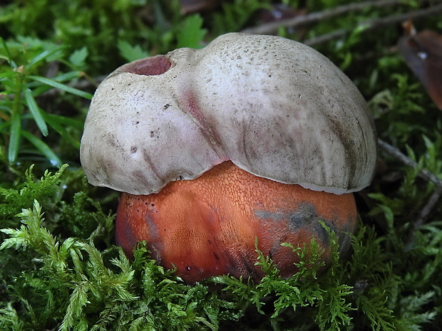 hríb úhľadný horský Rubroboletus rubrosanguineus (Cheype) Kuan Zhao & Zhu L. Yang