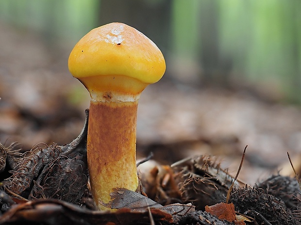 masliak smrekovcový Suillus grevillei (Klotzsch) Singer