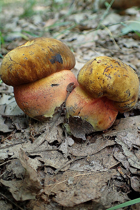 hríb zrnitohlúbikový Sutorius luridiformis (Rostk.) G. Wu & Zhu L. Yang