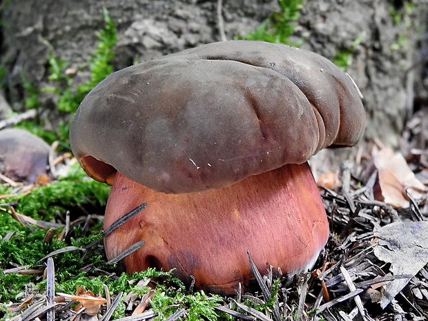 hríb zrnitohlúbikový Sutorius luridiformis (Rostk.) G. Wu & Zhu L. Yang