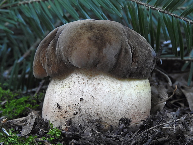 hríb zrnitohlúbikový Sutorius luridiformis (Rostk.) G. Wu & Zhu L. Yang