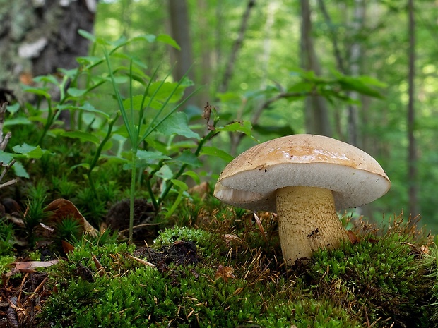 podhríb žlčový Tylopilus felleus (Bull.) P. Karst.