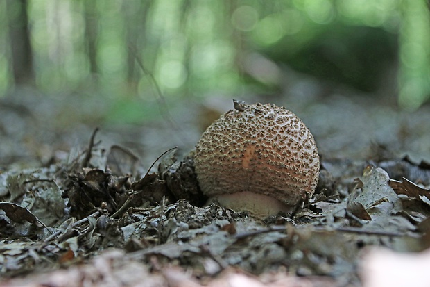 muchotrávka červenkastá Amanita rubescens Pers.