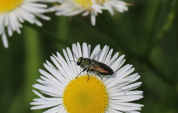 krasoň  Anthaxia milefolii