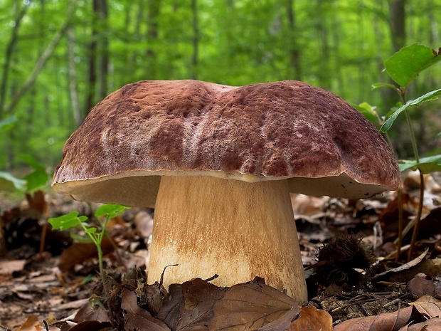 hríb sosnový Boletus pinophilus Pil. et Dermek in Pil.