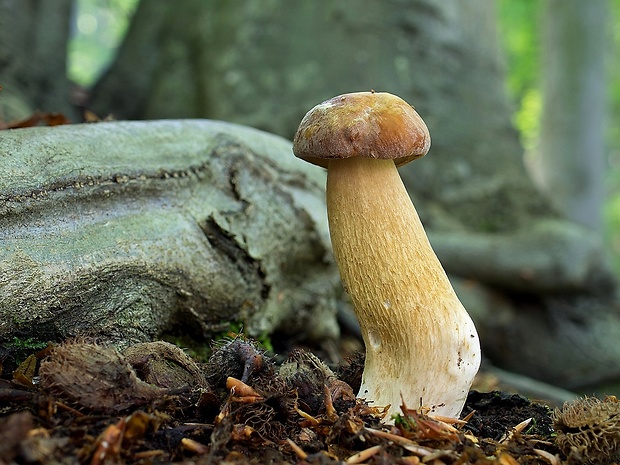 hríb dubový Boletus reticulatus Schaeff.