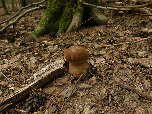 hríb dubový Boletus reticulatus Schaeff.