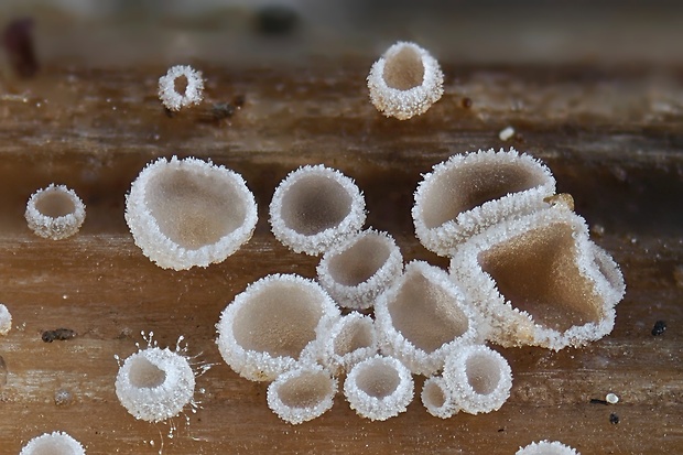 cistela Cistella aconiti (Rehm) Raitv. & Järv