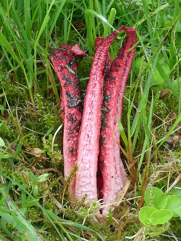 mrežovka kvetovitá Clathrus archeri (Berk.) Dring