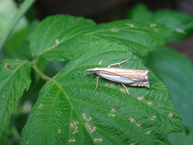 trávovec rašeliniskový Crambus uliginosellus