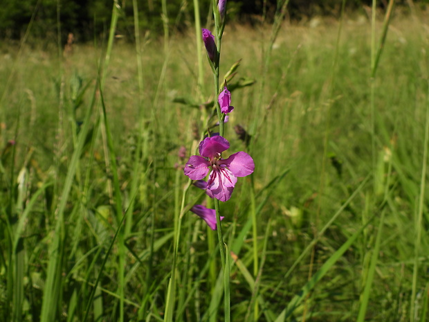 mečík škridlicovitý Gladiolus imbricatus L.