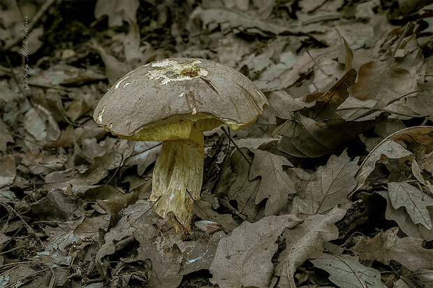 hríb plavý Hemileccinum impolitum (Fr.) Šutara