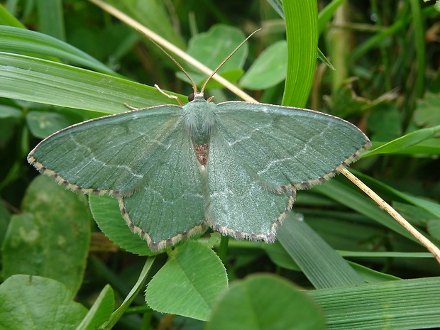 piadivka letná Hemithea aestivaria