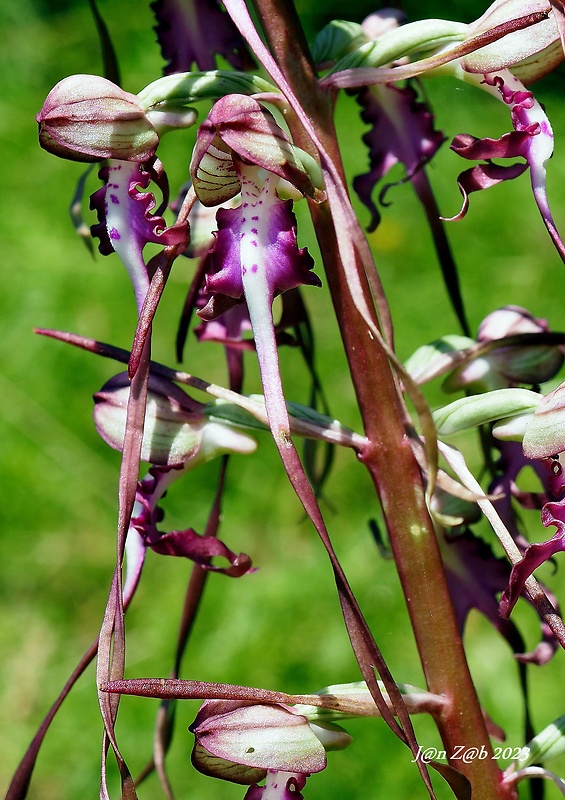 jazýčkovec  Himantoglossum jankae Somlyay, Kreutz &amp; Óvári