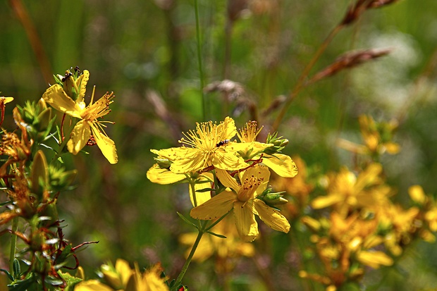 ľubovník bodkovaný Hypericum perforatum L.