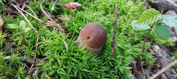 kozák hrabový Leccinum pseudoscabrum (Kallenb.) Šutara