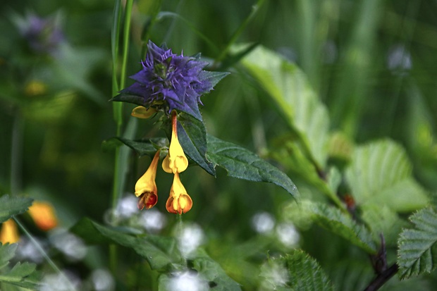 čermeľ hájny Melampyrum nemorosum L.