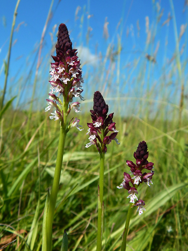 neotinea počerná letná Neotinea ustulata subsp. aestivalis (Kümpel) Bateman