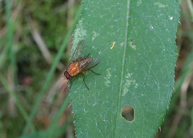 slnivka žltá Phaonia pallida ♂ (Fabricius, 1787)