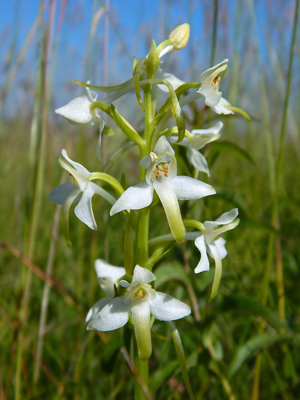 vemenník dvojlistý Platanthera bifolia (L.) Rich.