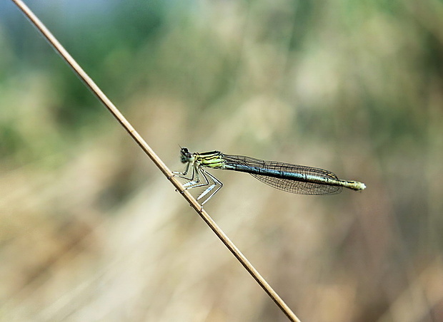 šidielko ploskonohé /samička/ Platycnemis pennipes (Pallas, 1771)