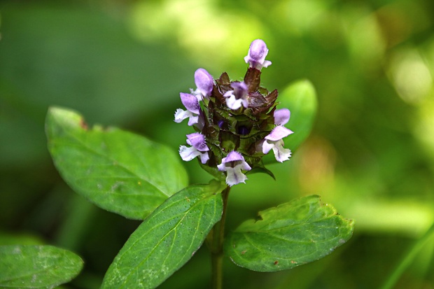 čiernohlávok obyčajný Prunella vulgaris L.