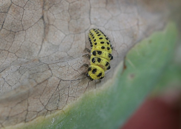 lienka múčnatá Psyllobora vigintiduopunctata