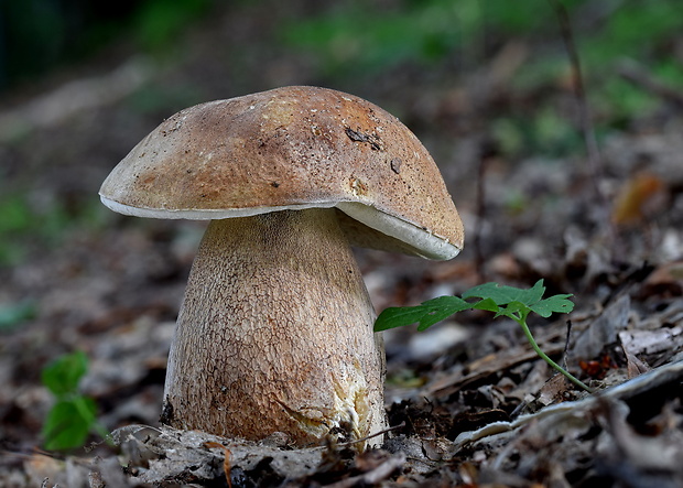 podhríb žlčový Tylopilus felleus (Bull.) P. Karst.