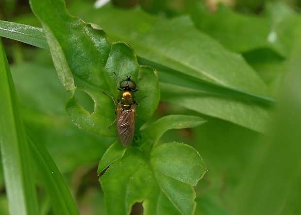 bránivka zelenkastá ♂ Chloromyia formosa  (Scopoli, 1763)