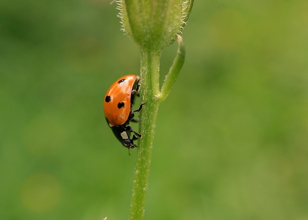 lienka sedembodková Coccinella septempunctata