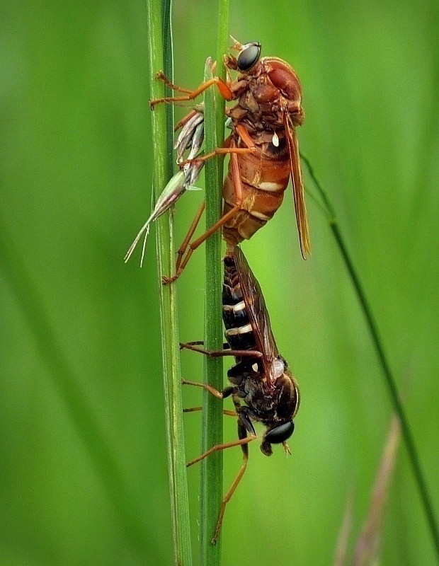 drevárka (sk) / drvohlodka rezavá (cz) Coenomyia ferruginea (Scopoli, 1763)