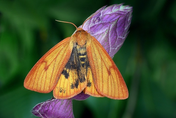 spriadač chrastavcový (sk) / přástevník chrastavcový (cz) Diacrisia sannio (Linnaeus, 1758)