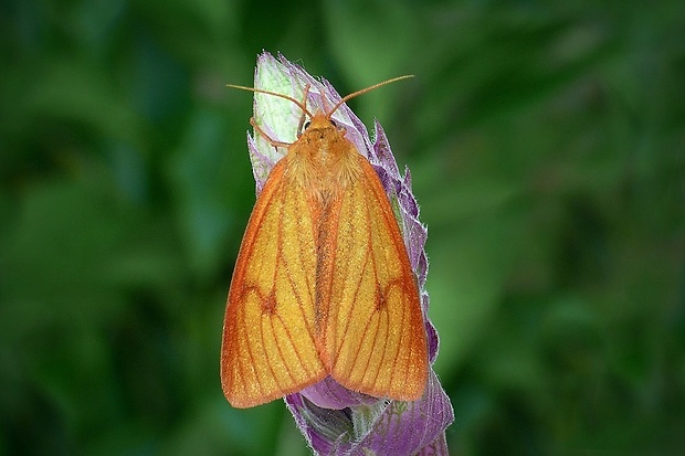 spriadač chrastavcový (sk) / přástevník chrastavcový (cz) Diacrisia sannio (Linnaeus, 1758)