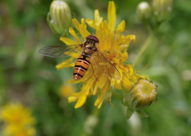 pestrica pruhovaná ♂ Episyrphus balteatus (De Geer, 1776)