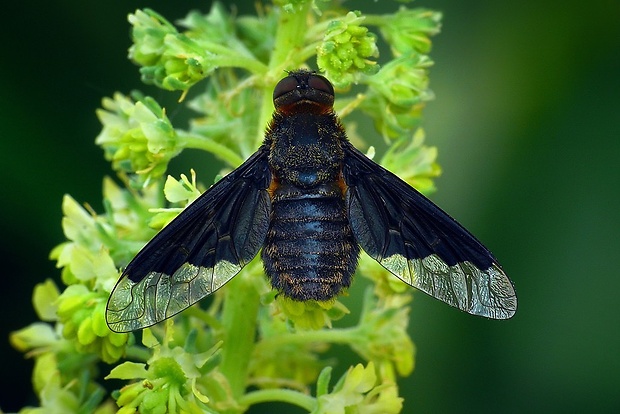 chlpačka bystrušová (sk) / dlouhososka kuklicová (cz) Hemipenthes morio (Linnaeus, 1758)