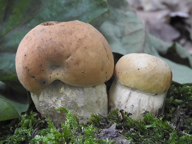 kozák žltopórový Leccinellum crocipodium (Letell.) Della Maggiora & Trassinelli