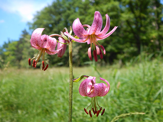 ľalia zlatohlavá Lilium martagon L.