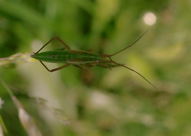 bzdôška Megaloceroea recticornis (Miridae)