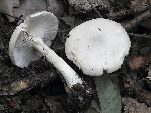 tmavuľka bledá Melanoleuca strictipes (P. Karst.) Jul. Schäff.