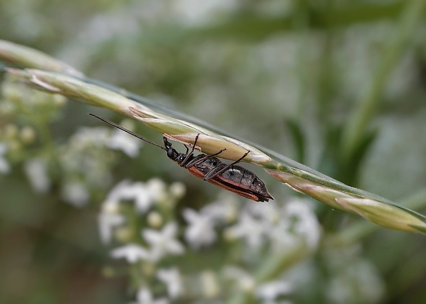 stehnáč Oedemera femorata