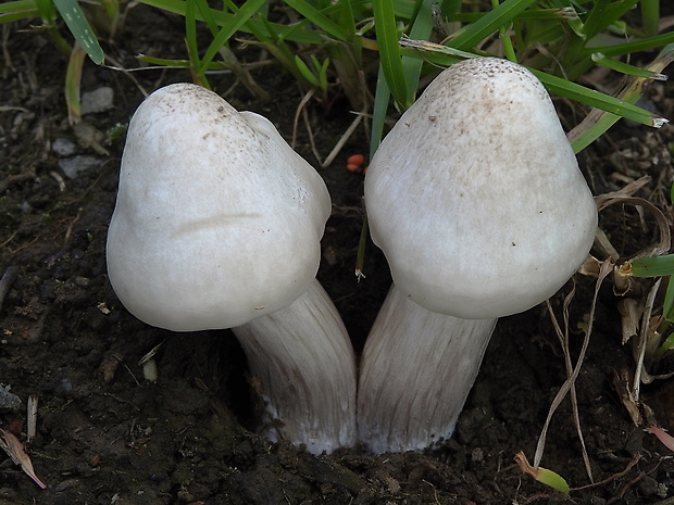 štítovka šupinatá Pluteus petasatus (Fr.) Gillet