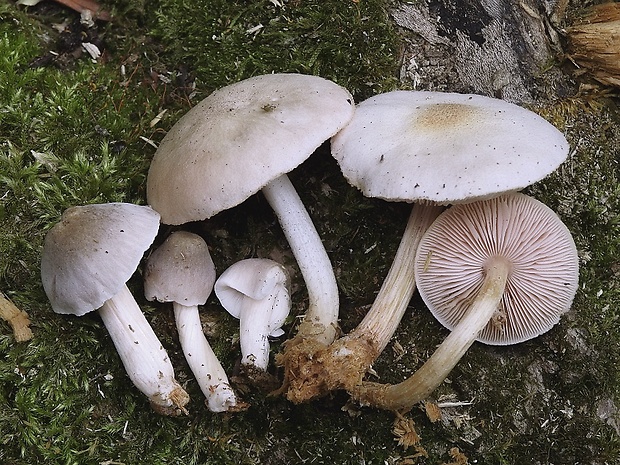 štítovka Pluteus sp.